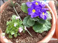 c044.webp