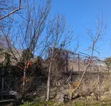 Franz_Obst_20250219_Konkurrenztriebe_betitelt.jpg
