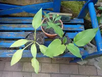 Hosta Sämlinge Cally Strain.webp