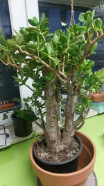 20250224_175224.webp