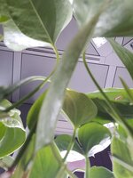 20250227_131834.jpg