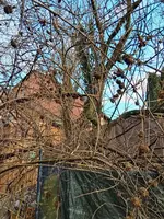 IMG_20250227_161537_HDR.webp