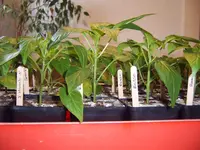 Jungpflanzen 28.02 (3).webp