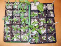 Jungpflanzen 28.02 (4).webp