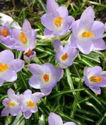 21.webp