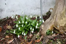 März     0425.webp