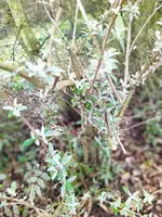 IMG_20250228_101159.webp