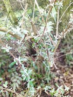 IMG_20250228_101159.jpg