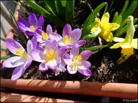 c052.webp