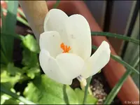 c054.webp
