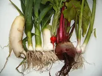 02.06. erste Ernte (2).webp