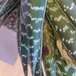 17410142818702584224748477547411.webp