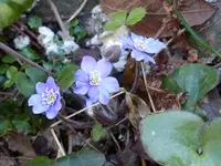 P1070110.webp