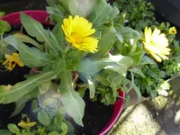 006.webp