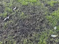 IMG_0365.jpeg