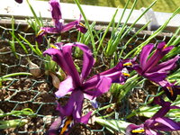 P1070120Iris.JPG