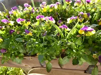 P1070121Hornveilchen.webp