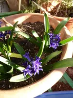 P1070122Hyazinthen links.webp