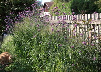 Verbena bonariensis-Sstraße 0324.JPG