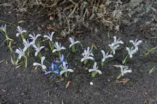 Zwerg-Iris Painted Lady + Clairette 20250303.webp