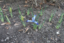 Zwerg-Iris Clairette 20250225.jpg