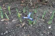 Zwerg-Iris Clairette 20250225.webp
