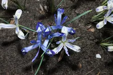 Zwerg-Iris Painted Lady + Clairette 20250304.webp