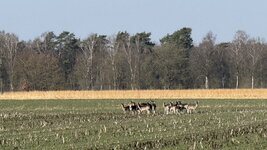IMG_3724.jpeg