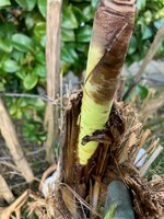 Banane 2.jpg
