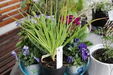 Arnbruck 0225.webp