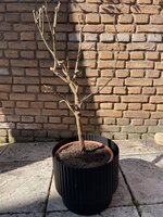 IMG_4446.jpg