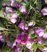 IMG_20250308_125201.webp