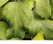 schadbild an frischem Blatt.webp