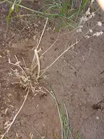 Lavendel RO 20250309.webp