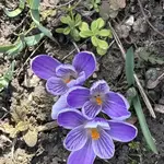 IMG_3752.jpeg