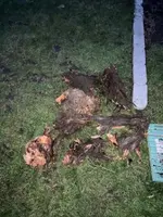 Wurzel 1.webp