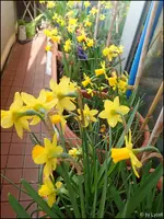 c062.webp