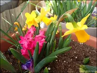 c065.webp