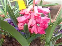 c066.webp
