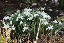 März     1225.webp