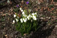 März     1525.webp