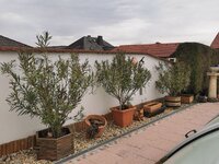 IMG_20250310_150127.jpg