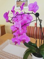 IMG_20250309_120433.jpg