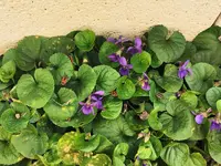 IMG_20250311_115702.webp