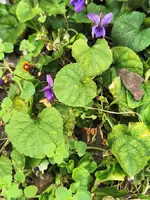 IMG_20250311_115650.webp