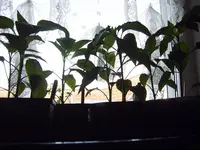 SV501082.webp