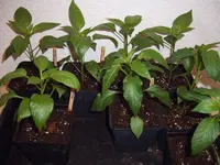 SV501087.webp