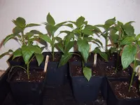 SV501096.webp