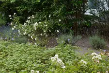 Lavendel RO 20160622.jpg