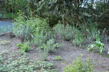Lavendel RO 20230429.jpg